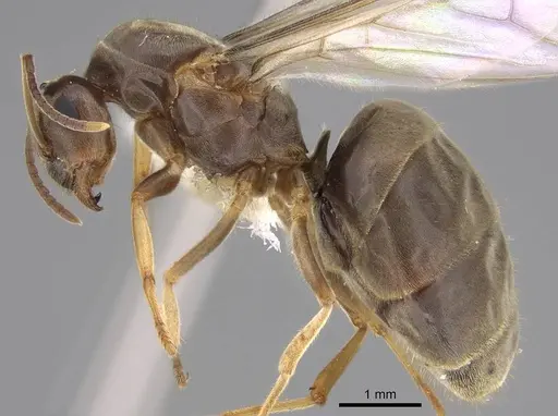 Lasius neoniger - CASENT0843999