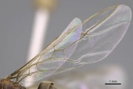 Lasius neoniger - CASENT0843999