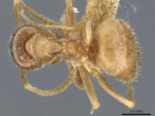 Lasius neoniger - CASENT0905676