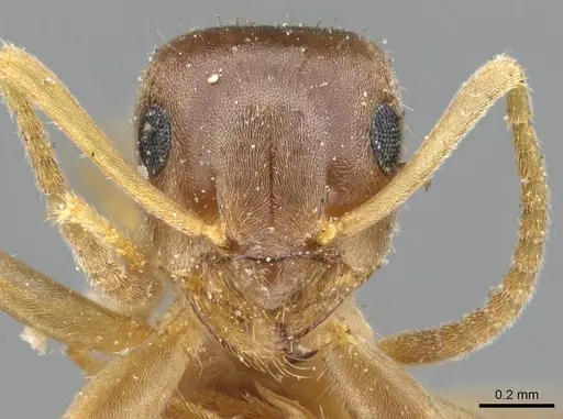 Lasius neoniger - CASENT0905676