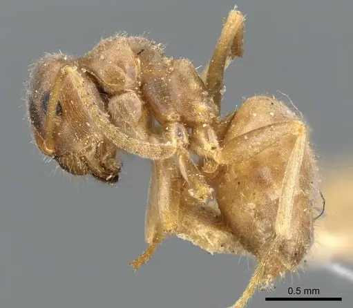 Lasius neoniger - CASENT0905676