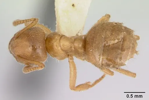 Lasius nevadensis specimen