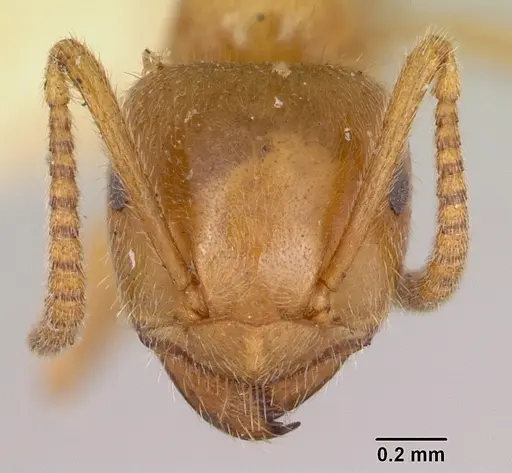 Lasius nevadensis specimen