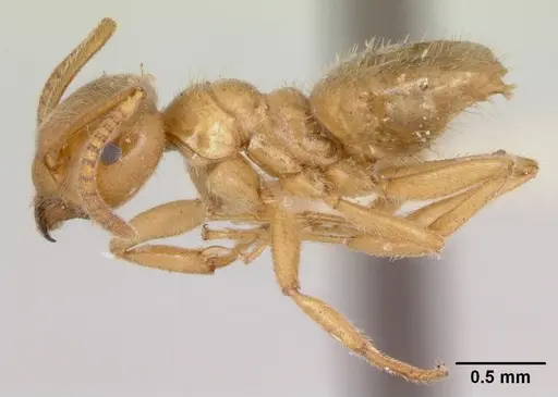 Lasius nevadensis specimen