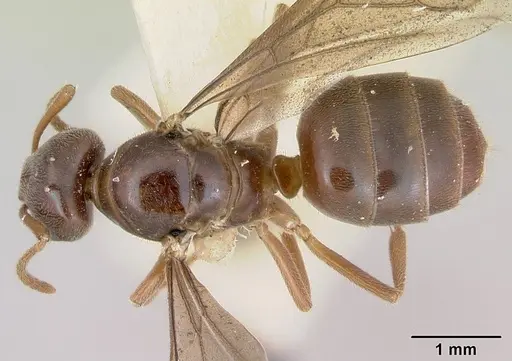Lasius nevadensis - CASENT0172891