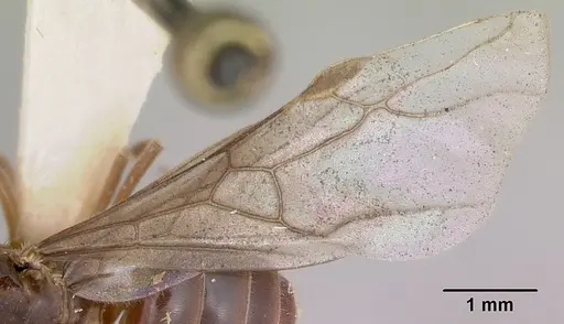 Lasius nevadensis - CASENT0172891