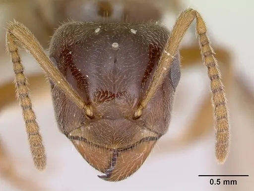 Lasius nevadensis - CASENT0172891