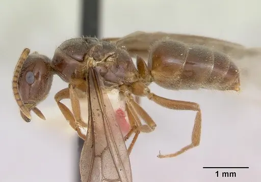 Lasius nevadensis - CASENT0172891