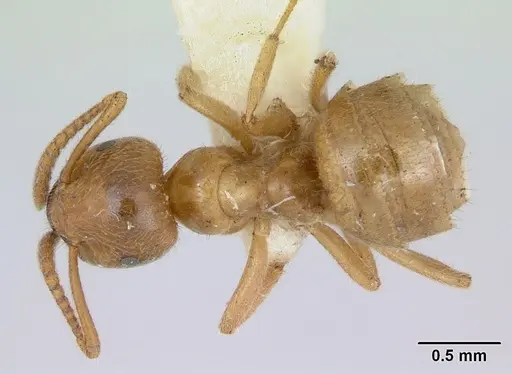 Lasius nevadensis - CASENT0172892