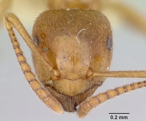 Lasius nevadensis - CASENT0172892