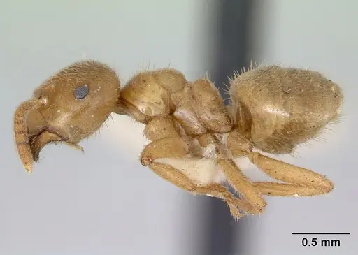 Lasius nevadensis - CASENT0172892