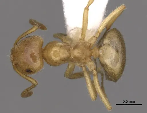 Lasius nevadensis - CASENT0280466