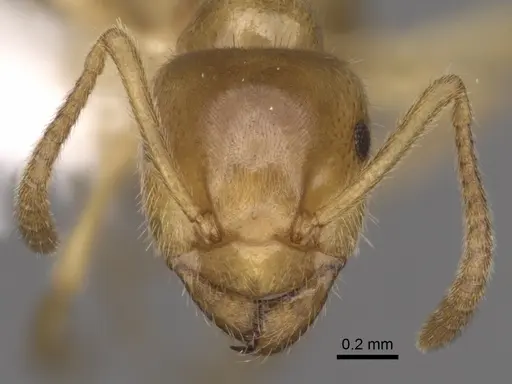 Lasius nevadensis - CASENT0280466