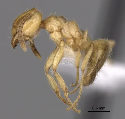 Lasius nevadensis - CASENT0280466