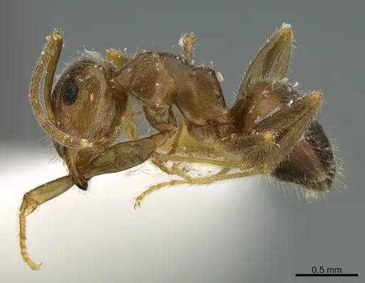 Lasius nevadensis - CASENT0923598
