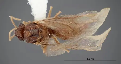 Lasius nevadensis - FMNHINS0000077033