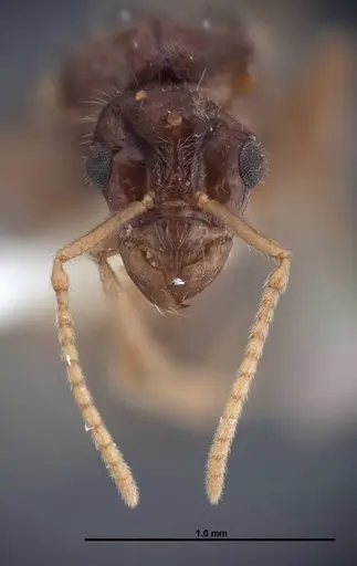 Lasius nevadensis - FMNHINS0000077033