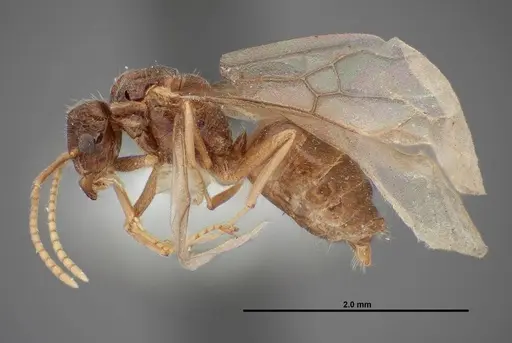 Lasius nevadensis - FMNHINS0000077033