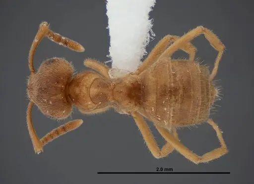 Lasius nevadensis - FMNHINS0000083081