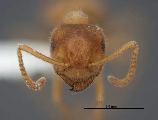 Lasius nevadensis - FMNHINS0000083081