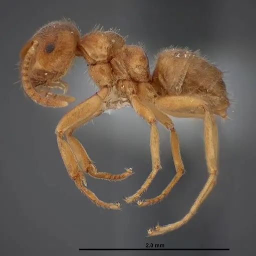 Lasius nevadensis - FMNHINS0000083081