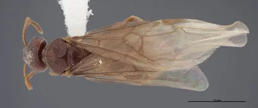 Lasius nevadensis - FMNHINS0000083084