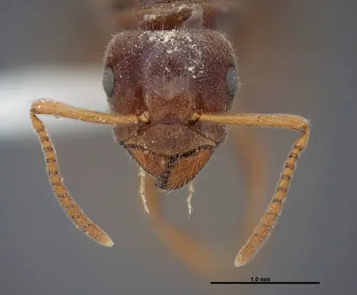 Lasius nevadensis - FMNHINS0000083084