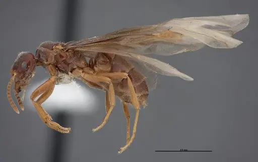 Lasius nevadensis - FMNHINS0000083084