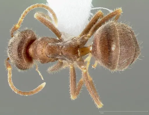 Lasius niger specimen