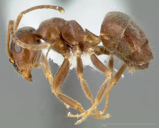 Lasius niger specimen