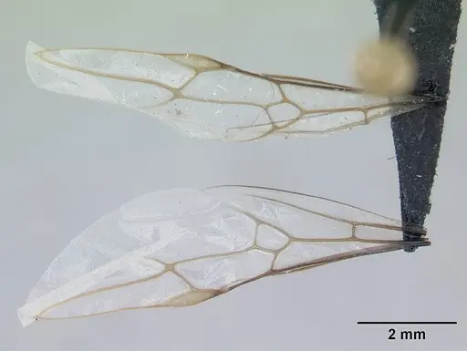 Lasius niger - CASENT0178773