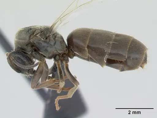 Lasius niger - CASENT0178773