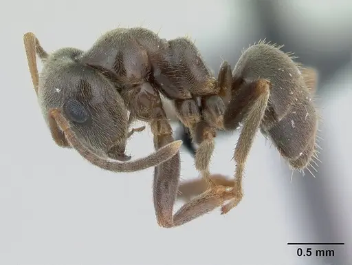 Lasius niger - CASENT0178774