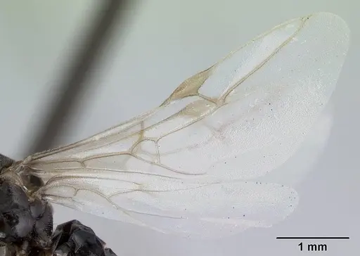 Lasius niger - CASENT0178775