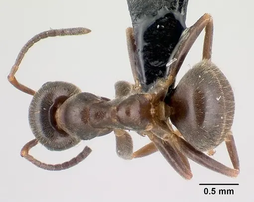 Lasius niger - CASENT0179897