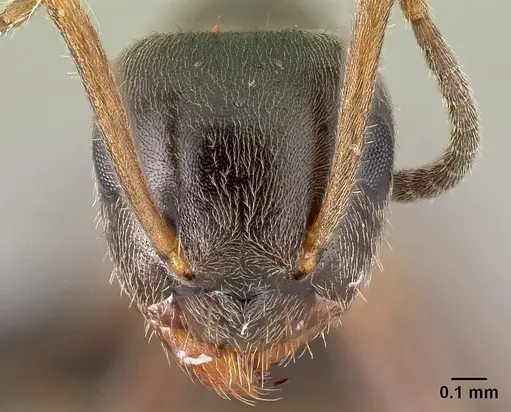 Lasius niger - CASENT0179897