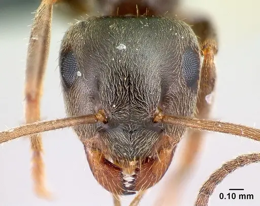 Lasius niger - CASENT0179929