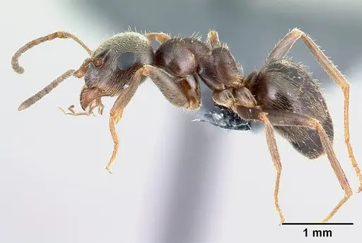 Lasius niger - CASENT0179929