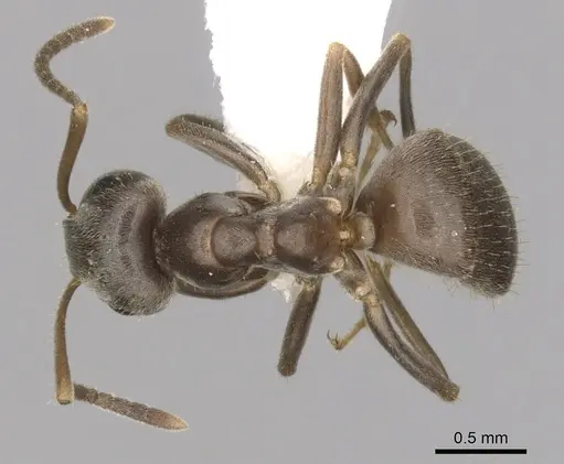 Lasius niger - CASENT0280452