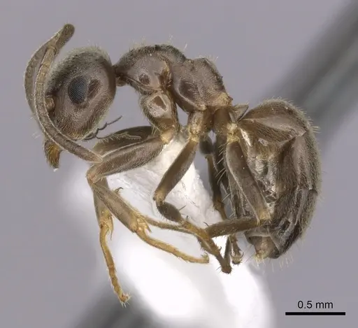 Lasius niger - CASENT0280452