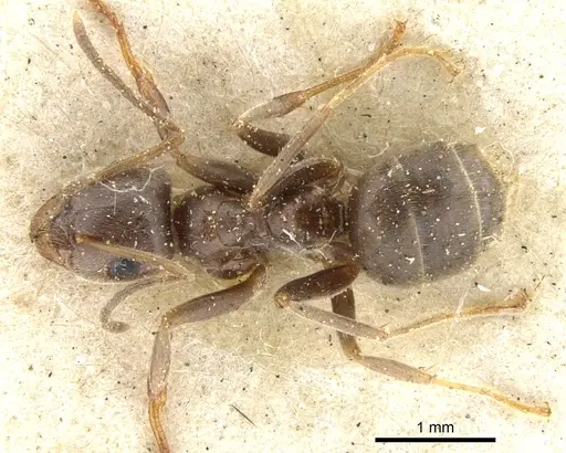 Lasius niger - CASENT0903221