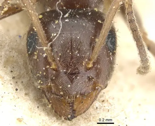 Lasius niger - CASENT0903221