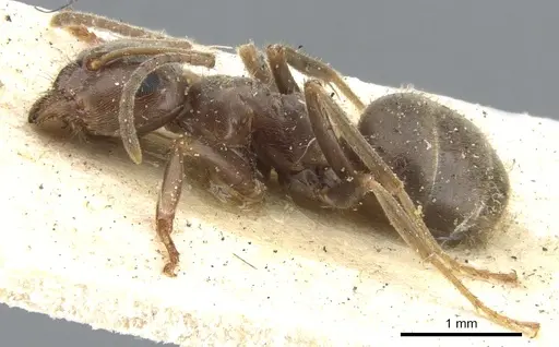 Lasius niger - CASENT0903221