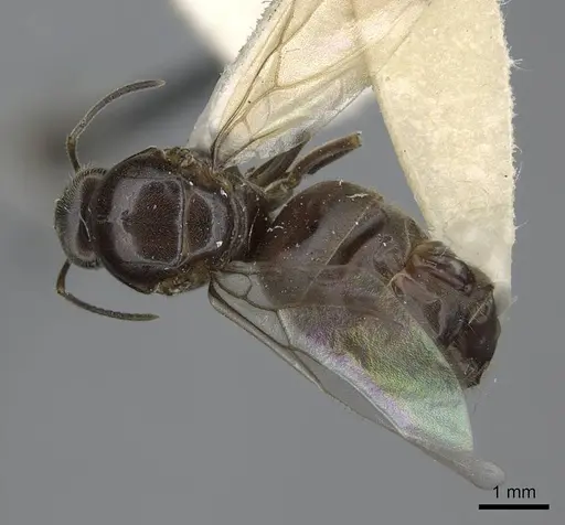 Lasius niger - CASENT0923060