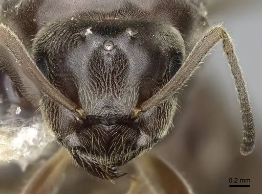Lasius niger - CASENT0923060