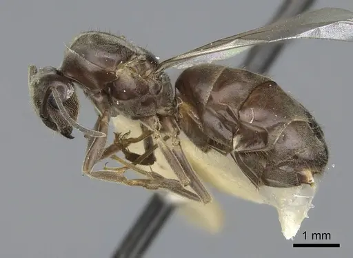 Lasius niger - CASENT0923060