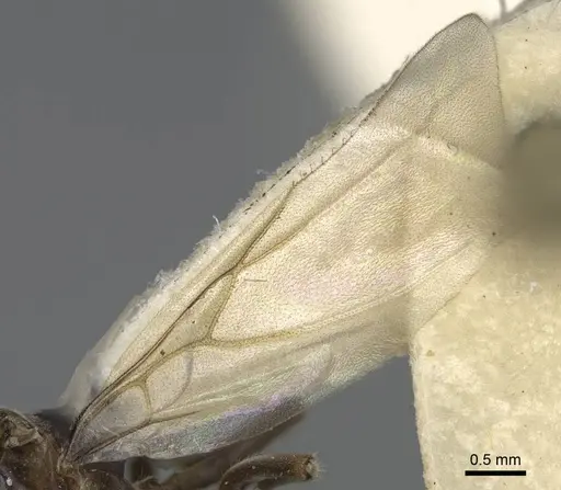 Lasius niger - CASENT0923060