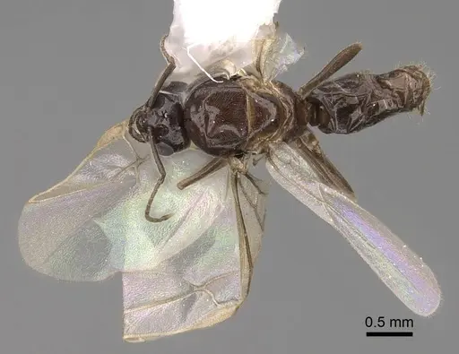 Lasius niger - CASENT0923061