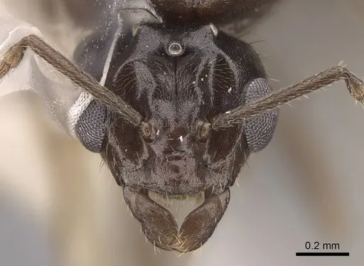 Lasius niger - CASENT0923061