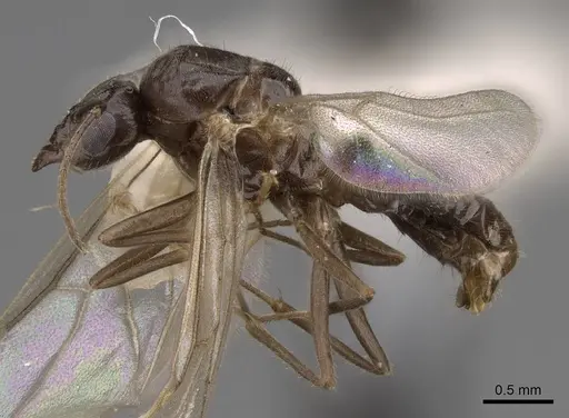 Lasius niger - CASENT0923061